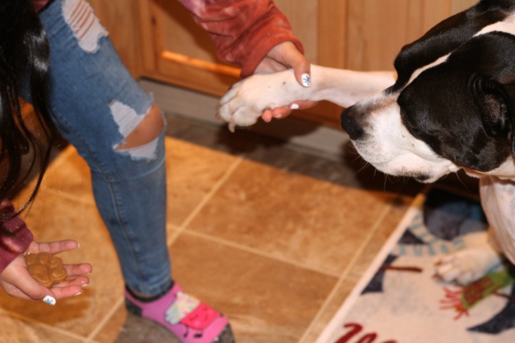 Bella giving bentley Dog Treats