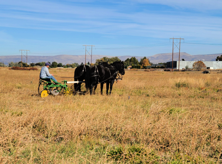 Horse pulling a plow at the central Washington agricultural museum 