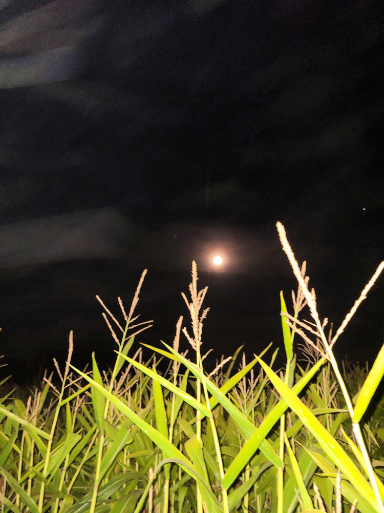 Haunted corn maze at night with full moon